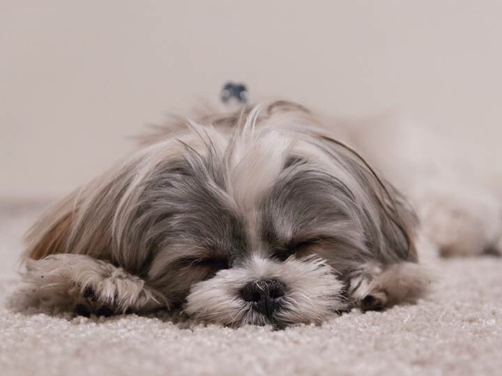 Sleeping puppy